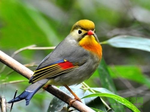 相思鸟叫声mp3免费版