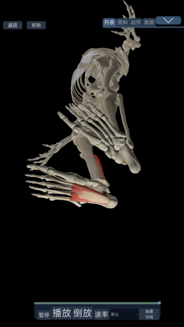 3d运动解剖下载手机版
