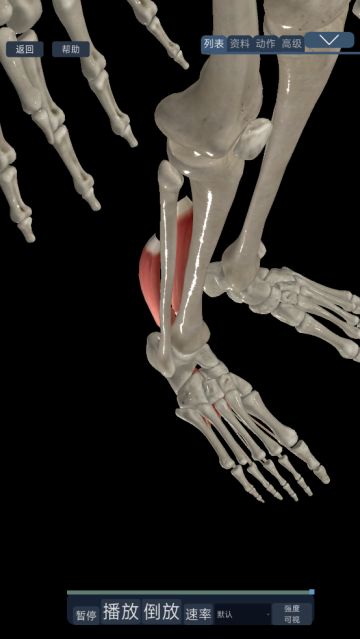 3d运动解剖下载手机版