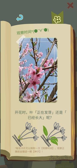 老农种树